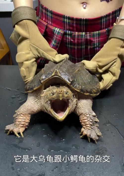 小鳄龟的饮食禁忌（宠物小鳄龟要远离这些食物，以免引发健康问题。）(图1)