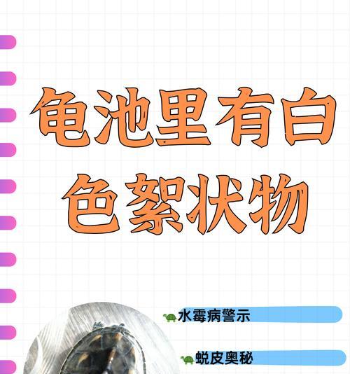 乌龟水质控制的重要性(保持水质健康,让乌龟快乐生活)(图1) 乌龟水质控制的重要性(保持水质健康,让乌龟快乐生活)(图1)