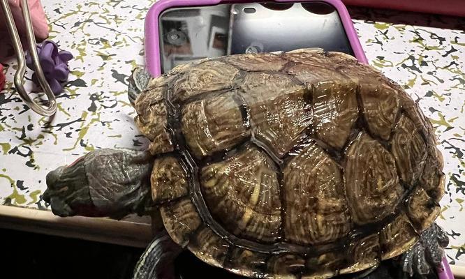 乌龟水质控制的重要性(保持水质健康,让乌龟快乐生活)(图3) 乌龟水质控制的重要性(保持水质健康,让乌龟快乐生活)(图3)