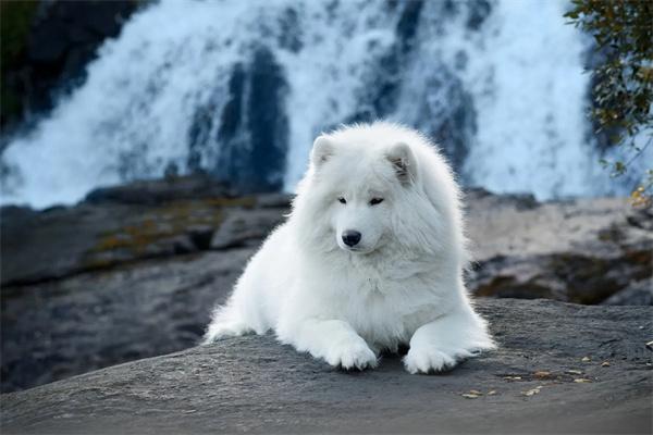 下雪天可以遛狗吗? 下雪天可以遛狗吗?(图2)
