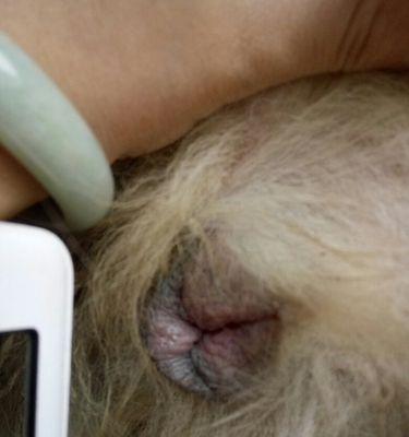 金毛配种后的怀孕检测时机及方法（了解金毛配种成功与否的关键时 - 新生家伴