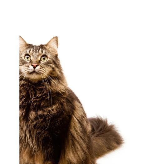 猫毛的梳理频率及注意事项(掌握猫咪毛发梳理的正确节奏,打造健康亮丽的外观)(图3) 猫毛的梳理频率及注意事项(掌握猫咪毛发梳理的正确节奏,打造健康亮丽的外观)(图3)