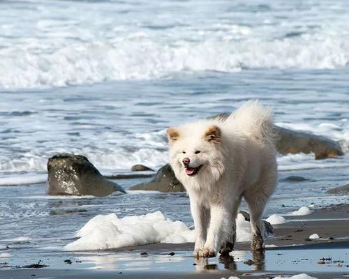 秋田之美(探寻明星们眼中的秋田魅力,一窥明星的心境与秋田的风采)(图3) 秋田之美(探寻明星们眼中的秋田魅力,一窥明星的心境与秋田的风采)(图3)