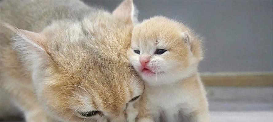 小猫睁眼的时间及相关知识(探究小猫睁眼的周期和原因)(图1) 小猫睁眼的时间及相关知识(探究小猫睁眼的周期和原因)(图1)