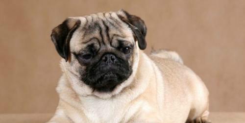 长不大的狗(探秘那些一直维持可爱外形的犬种)(图1) 长不大的狗(探秘那些一直维持可爱外形的犬种)(图1)