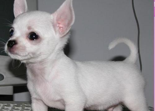 长不大的狗(探秘那些一直维持可爱外形的犬种)(图2) 长不大的狗(探秘那些一直维持可爱外形的犬种)(图2)