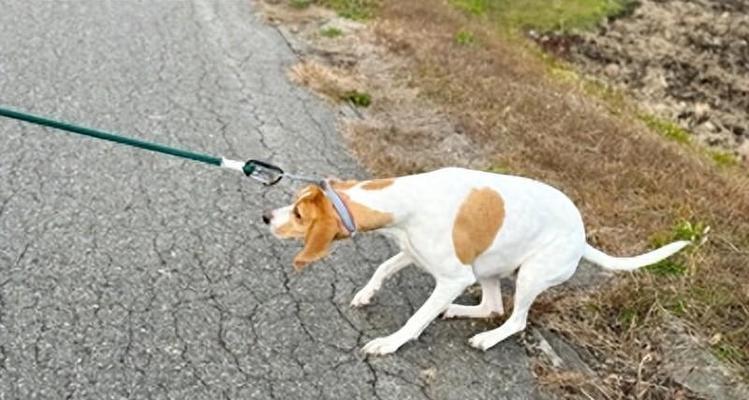 如何减轻狗狗对烟花爆竹的恐惧(铲屎官的五种方法帮助狗狗应对烟花爆竹恐惧)(图2) 如何减轻狗狗对烟花爆竹的恐惧(铲屎官的五种方法帮助狗狗应对烟花爆竹恐惧)(图2)
