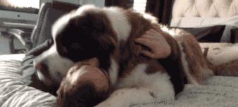 如何减轻狗狗对烟花爆竹的恐惧(铲屎官的五种方法帮助狗狗应对烟花爆竹恐惧)(图1) 如何减轻狗狗对烟花爆竹的恐惧(铲屎官的五种方法帮助狗狗应对烟花爆竹恐惧)(图1)