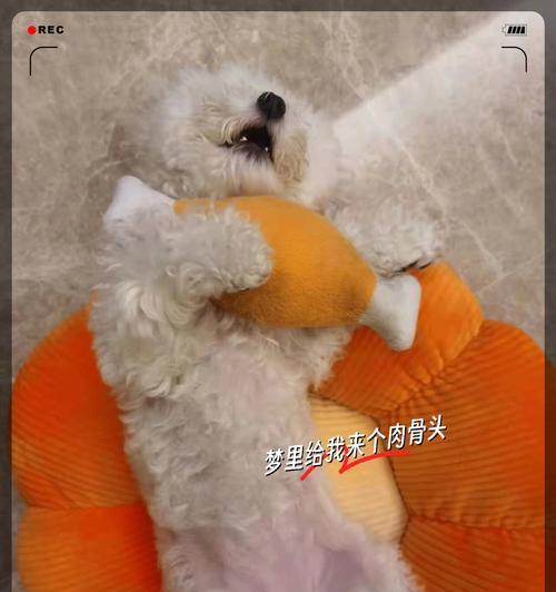 如何减轻狗狗对烟花爆竹的恐惧(铲屎官的五种方法帮助狗狗应对烟花爆竹恐惧)(图3) 如何减轻狗狗对烟花爆竹的恐惧(铲屎官的五种方法帮助狗狗应对烟花爆竹恐惧)(图3)