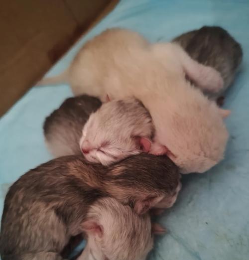 小猫睁眼的时间及相关知识(探究小猫睁眼的周期和原因)(图2) 小猫睁眼的时间及相关知识(探究小猫睁眼的周期和原因)(图2)