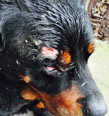 如何处理狗狗被咬伤的皮肤问题(家庭应急处理方法与注意事项)(图1) 如何处理狗狗被咬伤的皮肤问题(家庭应急处理方法与注意事项)(图1)