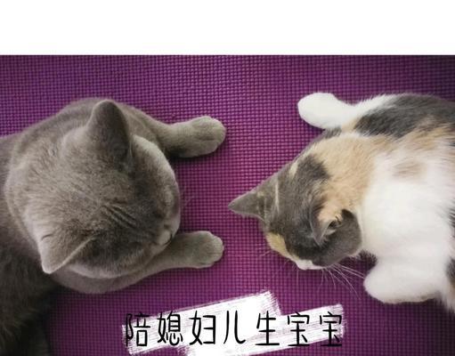 母猫分娩需要多长时间?(了解母猫分娩过程及注意事项)(图2) 母猫分娩需要多长时间?(了解母猫分娩过程及注意事项)(图2)