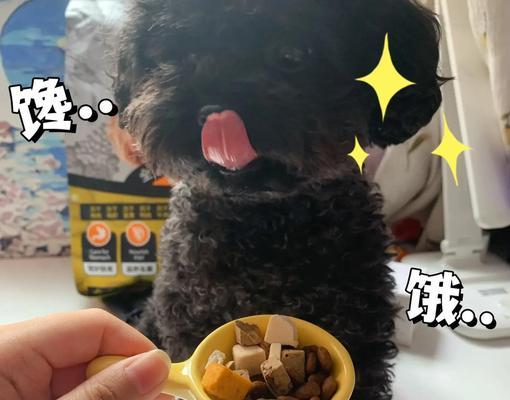 泰迪狗狗的月度狗粮摄入量计算方法及喂养注