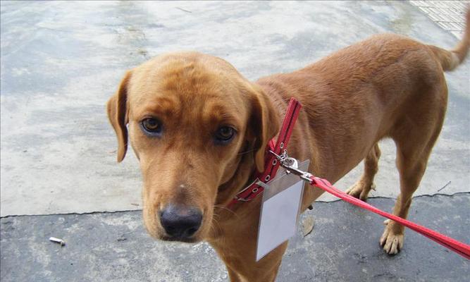 狗结扎手术后的恢复时间及注意事项（了解狗结扎手术的恢复过程，让宠物更健康快乐）(图1)