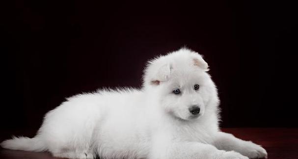 为什么养银狐犬的人不多?(探究养银狐犬的原因及人们不喜欢的因素)(图2) 为什么养银狐犬的人不多?(探究养银狐犬的原因及人们不喜欢的因素)(图2)