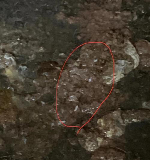 犬绦虫病——危害不容忽视的宠物疾病（探究犬绦虫病的症状和预防措施）(图1)