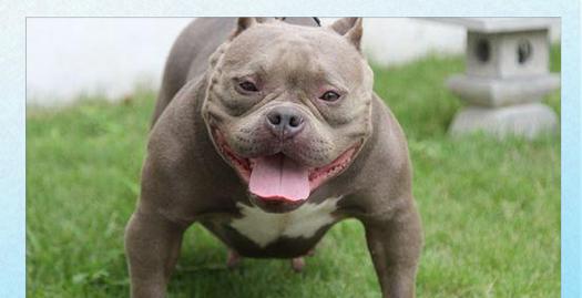 如何正确洗洁恶霸犬的耳朵（每月一次，让你的宠物恶霸犬远离耳部问题）(图3)