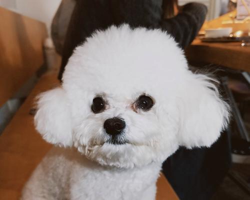 安静狗狗排行榜（探究适合城市生活的安静狗狗品种，给你一个宁静的家庭伴侣）(图2)