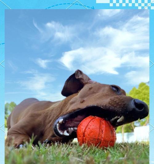 球虫病（揭示球虫病的潜伏期长短以及相关症状表现）(图2)