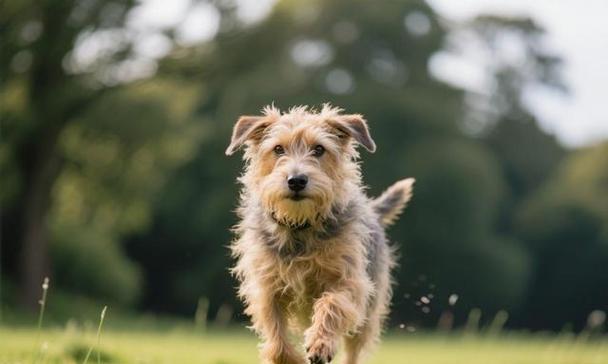 安静狗狗排行榜（对于希望享受宁静生活的人来说，这些安静的狗狗是完美的选择）(图2)