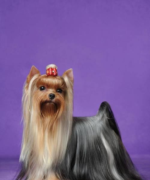 安静狗狗排行榜（对于希望享受宁静生活的人来说，这些安静的狗狗是完美的选择）(图3)