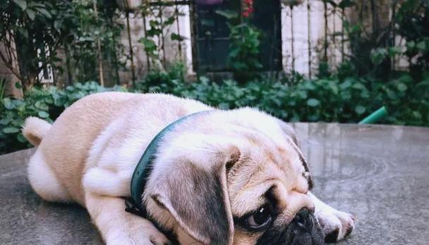 安静狗狗排行榜（探究适合城市生活的安静狗狗品种，给你一个宁静的家庭伴侣）(图1)