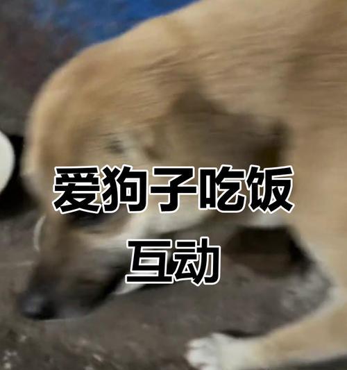 狗狗的饮食规律与健康——探讨狗狗吃饭时间的合理安排（了解狗狗的饮食需求，为其提供适当的进食时间）(图2)