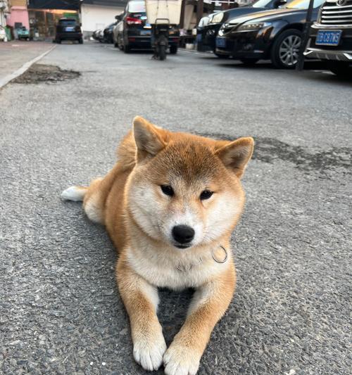 安静狗狗排行榜（对于希望享受宁静生活的人