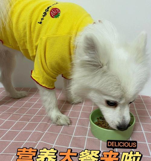 狗狗的饮食规律与健康——探讨狗狗吃饭时间的合理安排（了解狗狗的饮食需求，为其提供适当的进食时间）(图3)