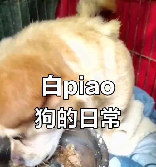 狗狗的饮食规律与健康——探讨狗狗吃饭时间