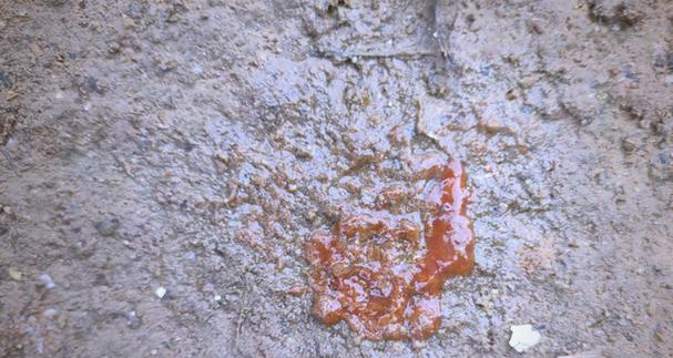 球虫病（揭示球虫病的潜伏期长短以及相关症状表现）(图3)