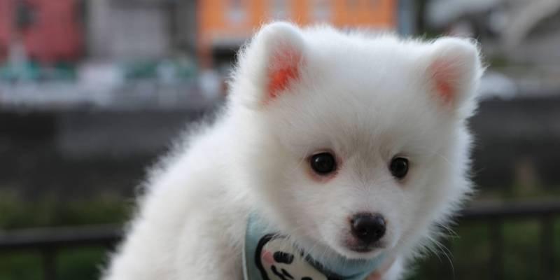 为什么养银狐犬的人不多?(探究养银狐犬的原因及人们不喜欢的因素)(图1) 为什么养银狐犬的人不多?(探究养银狐犬的原因及人们不喜欢的因素)(图1)