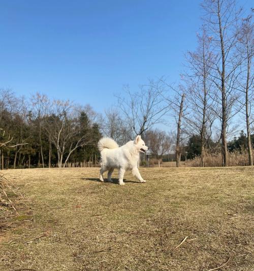 萨摩耶七个月喝什么水最适合？（了解萨摩耶七个月喝水的重要性及选择合适的饮水方式）(图2)