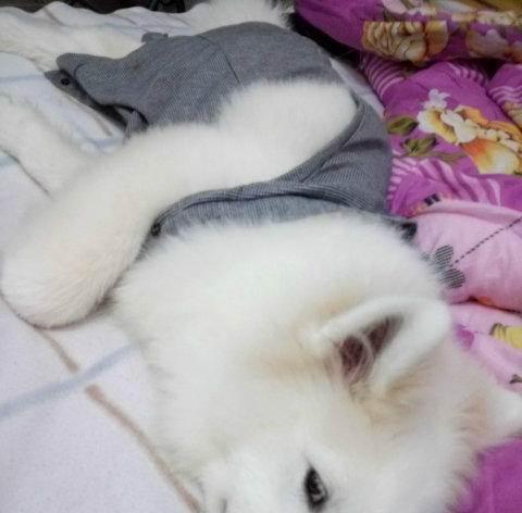 萨摩耶七个月喝什么水最适合？（了解萨摩耶七个月喝水的重要性及 - 新生家伴