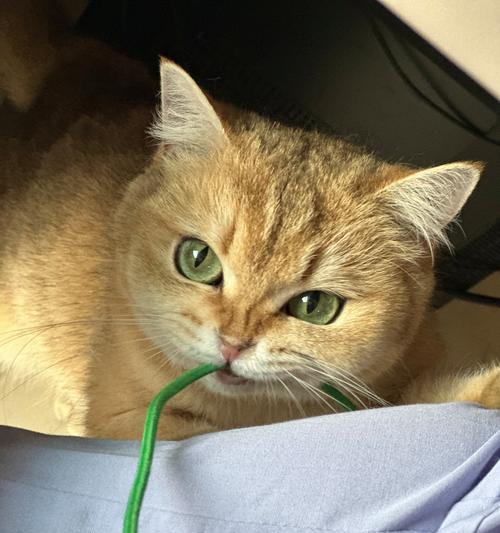 春天养狗注意事项（如何在春天科学养狗）(图3)