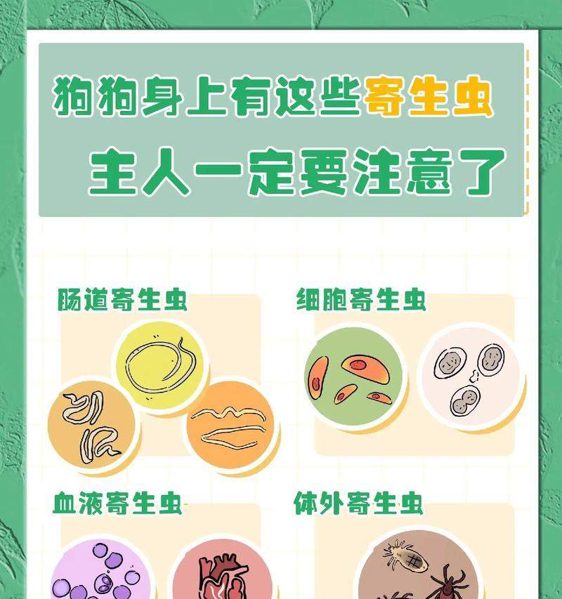 春天养狗注意事项（如何在春天科学养狗）(图2)