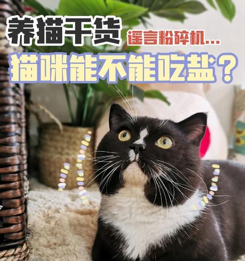 小猫什么时候能吃盐？（了解小猫的盐需求，）(图2)