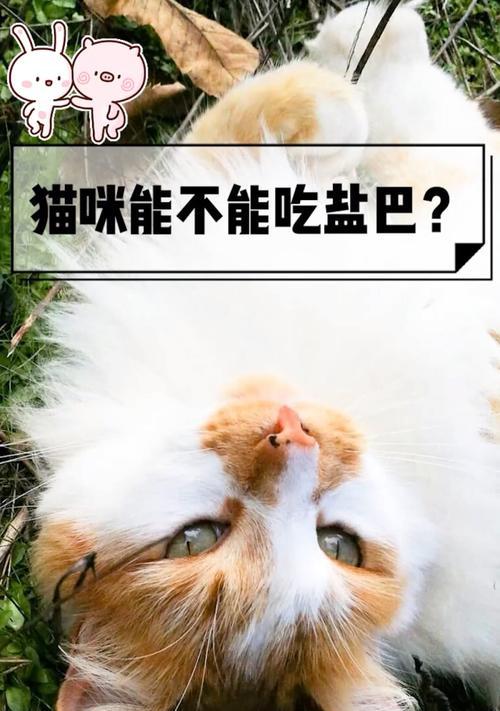 小猫什么时候能吃盐？（了解小猫的盐需求，） - 新生家伴