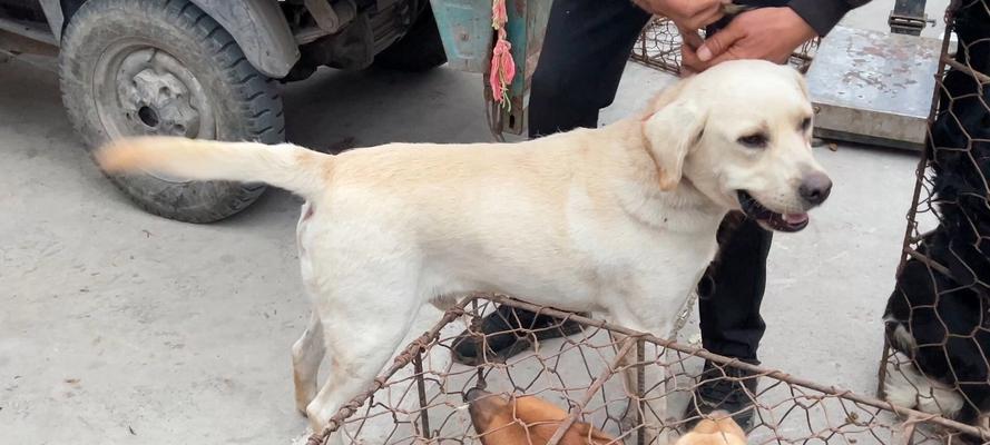 拉布拉多怀孕期间的饮食禁忌（了解拉布拉多怀孕期间不能吃的食物以保证母犬和幼犬的健康）(图3)