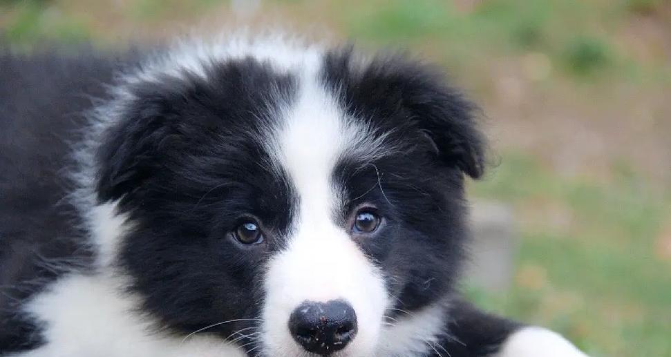 边牧的喜好和兴趣（探索边牧喜欢的活动和玩具）(图1)