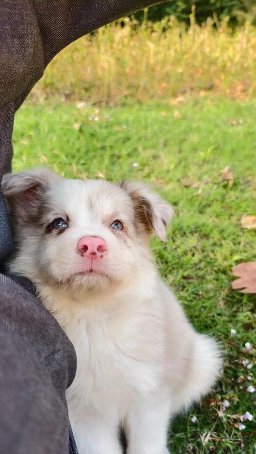 边牧的喜好和兴趣（探索边牧喜欢的活动和玩具）(图2)