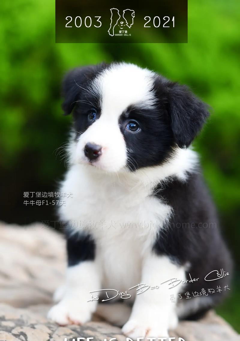 边牧的喜好和兴趣（探索边牧喜欢的活动和玩具）(图3)