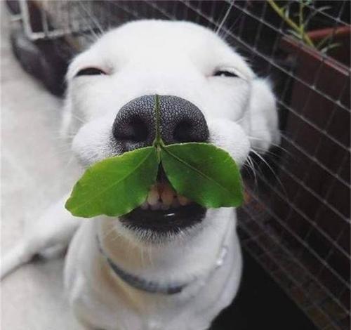 为什么狗身子会发冷？（探究导致狗身体发冷的原因及应对方法）(图3)