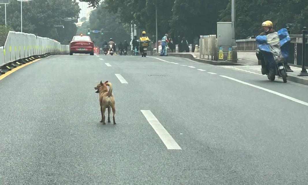 为什么狗身子会发冷？（探究导致狗身体发冷的原因及应对方法） - 新生家伴