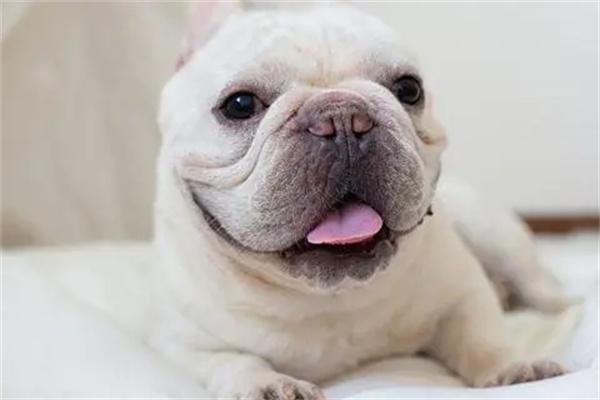 养法斗的好处与坏处 - 新生家伴