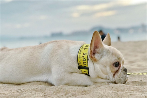 养法斗的好处与坏处(图2)