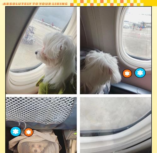 怎样将宠物狗带回家（居住在外地的人如何安全、顺利地将宠物狗带回家） - 新生家伴