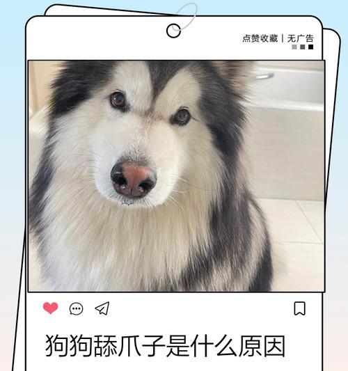 为什么狗狗喜欢舔人？（揭秘狗狗舔人的七大原因）(图3)