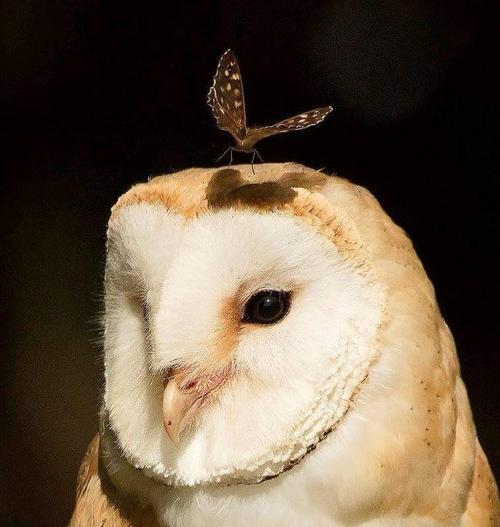 仓鸮的饲养之道（探索仓鸮的特性与养殖技巧）(图3)