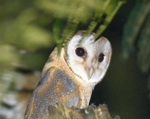 仓鸮的饲养之道（探索仓鸮的特性与养殖技巧） - 新生家伴